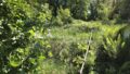 Blick auf Waldfläche