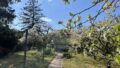Garten Blick zum Haus